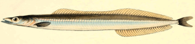 Cicerello