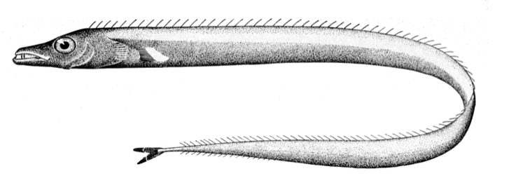 Pesce Sciabola