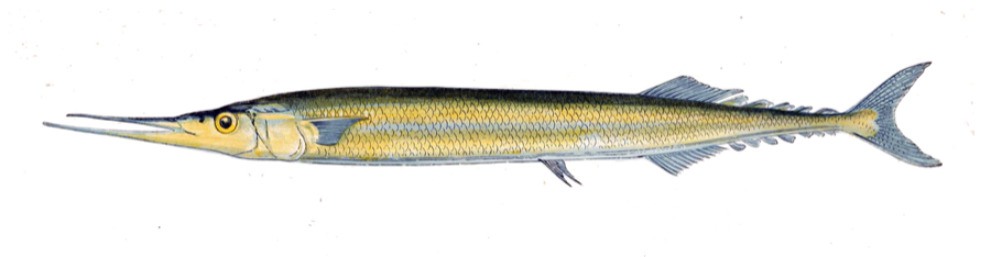 Costardella