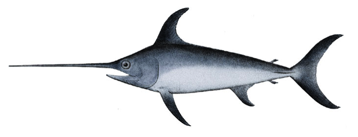 Pesce spada